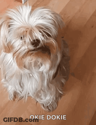White Dog Sitting Saying Okie Dokie GIF