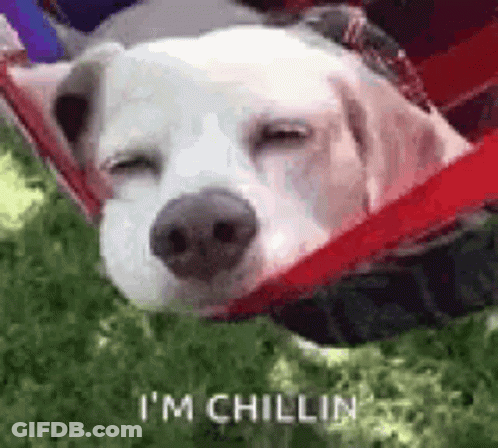 White Dog Sleeping In Hammock GIF