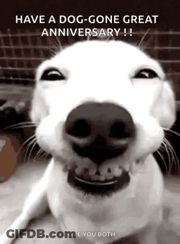 White Dog Smiling And Making Funny Face GIF