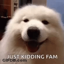 White Dog Smiling At Camera With Mouth Open GIF