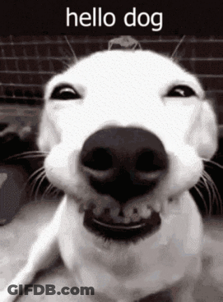 White Dog Smiling Black And White Hello Dog GIF