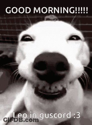 White Dog Smiling Good Morning GIF
