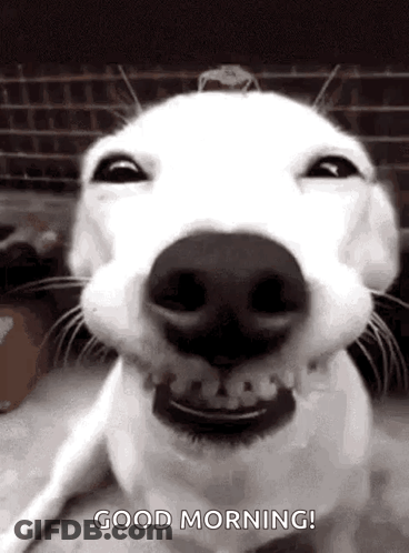 White Dog Smiling Good Morning Black And White Photo GIF