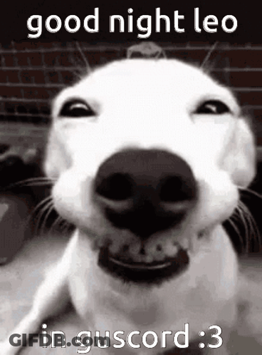 White Dog Smiling Good Night Leo GIF