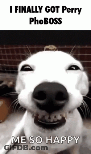 White Dog Smiling I Finally Got Perry Phoboss Me So Happy GIF