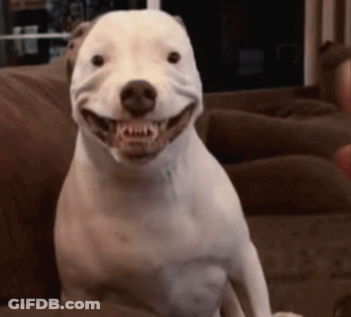 White Dog Smiling On Brown Couch GIF