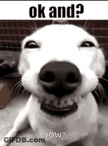 White Dog Smiling Saying Ok And Now GIF