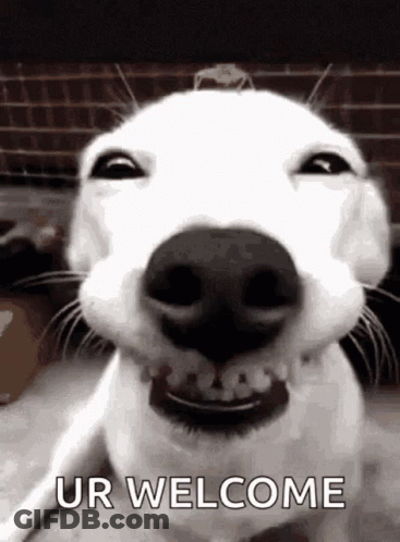 White Dog Smiling Says Ur Welcome GIF