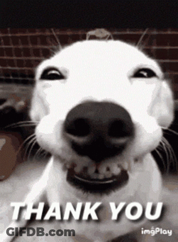 White Dog Smiling Thank You GIF