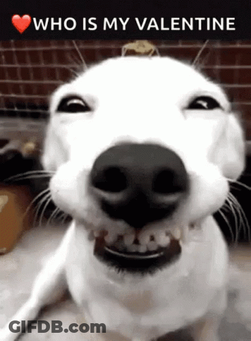 White Dog Smiling Who Is My Valentine GIF