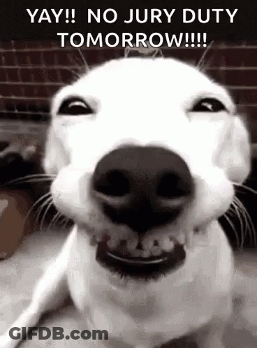 White Dog Smiling Yay No Jury Duty Tomorrow GIF