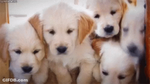 White Dog Standing In Field With Shadow GIF