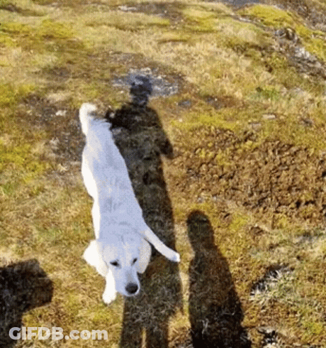 White Dog Standing In Field With Shadow GIF