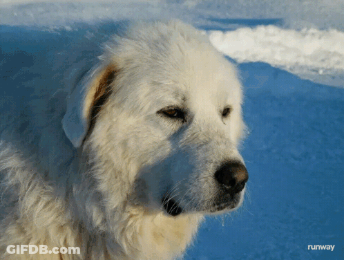 White Dog Standing In Snow Runway GIF