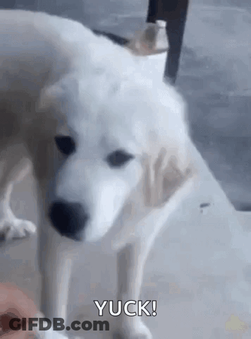 White Dog Standing Next To Person GIF