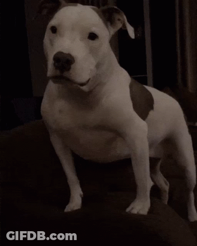 White Dog Standing On Brown Couch GIF