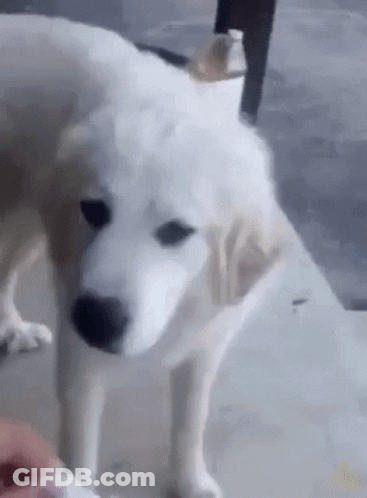 White Dog Standing On Concrete Floor Looking At Person GIF