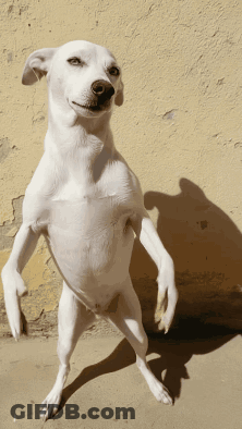 White Dog Standing On Hind Legs GIF