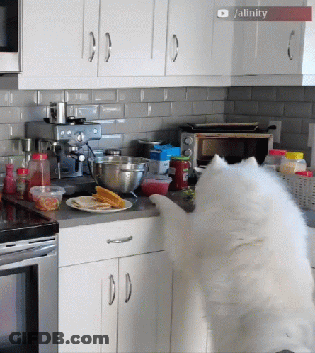 White Dog Standing On Hind Legs In Kitchen GIF