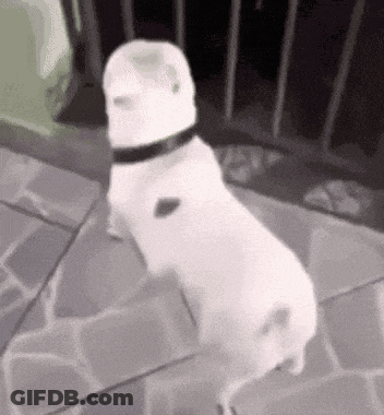 White Dog Standing On Hind Legs With Black Collar GIF