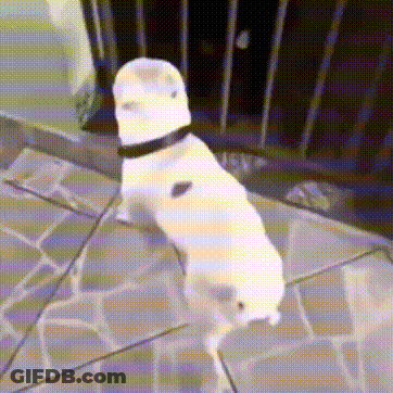 White Dog Standing With Hat And Collar GIF