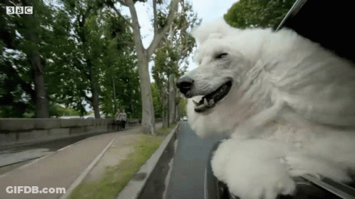 White Dog Sticking Head Out Car Window BBC GIF