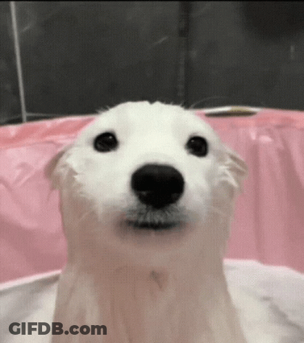 White Dog Taking Bath In Pink Tub GIF