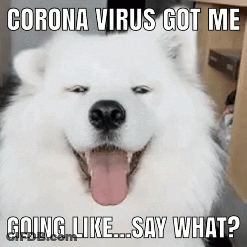 White Dog Tongue Out Coronavirus Got Me Going Say What GIF