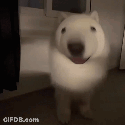White Dog Tongue Out In Dark Room GIF