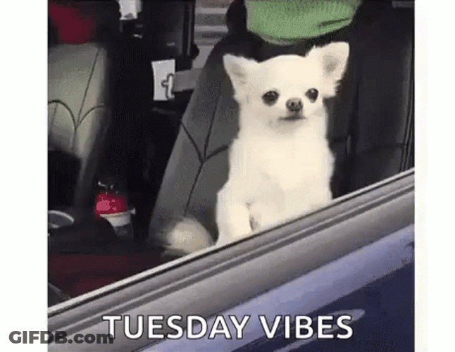 White Dog Tuesday Meme GIF