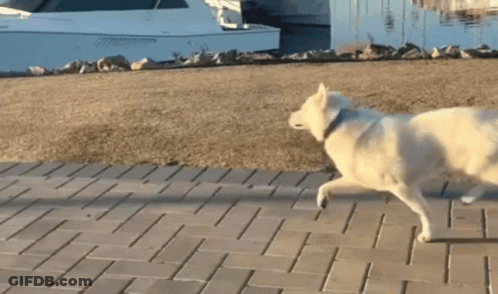 White Dog Walking On Brick Sidewalk Near Boat GIF