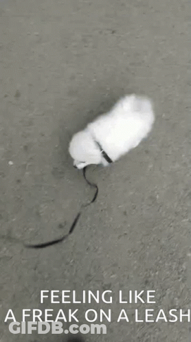 White Dog Walking On Leash GIF