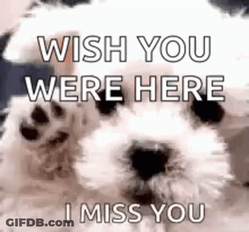 White Dog Waving Paw Saying Wish You Were Here I Miss You GIF
