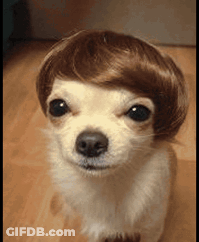 White Dog Wearing Brown Wig GIF