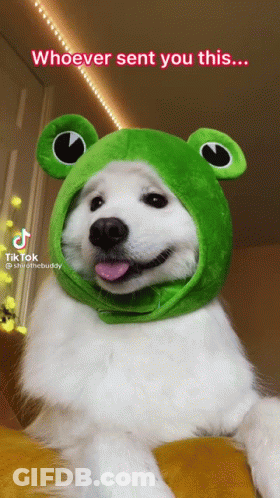 White Dog Wearing Green Frog Hat Whoever Sent You This GIF