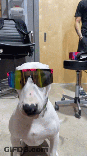 White Dog Wearing Rainbow Sunglasses GIF