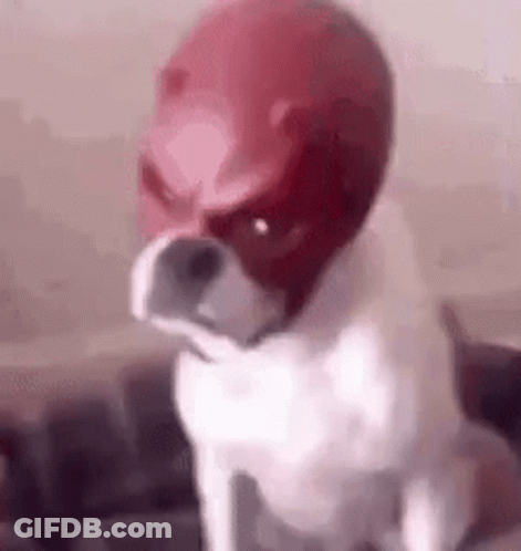 White Dog Wearing Red Daredevil Mask GIF