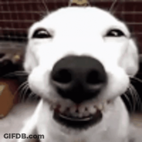White Dog With Big Smile GIF