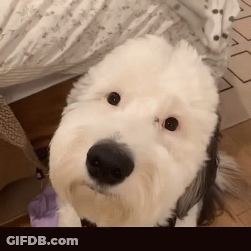 White Dog With Black And Orange Bandana GIF