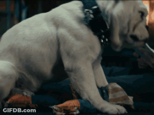 White Dog With Black Collar Sitting On Bed GIF