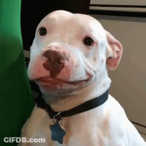 White Dog With Black Collar Smiling GIF