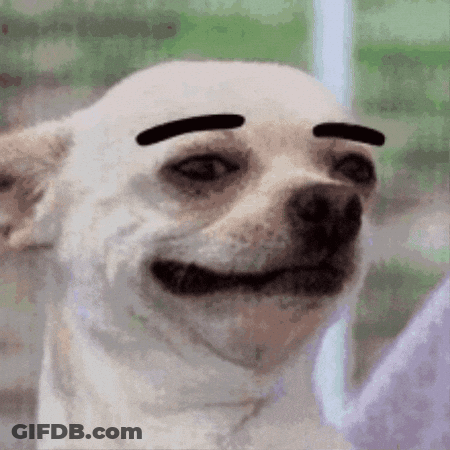 White Dog With Black Eyebrows GIF