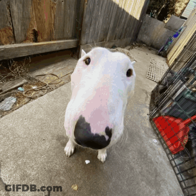 White Dog With Black Nose On Sidewalk GIF