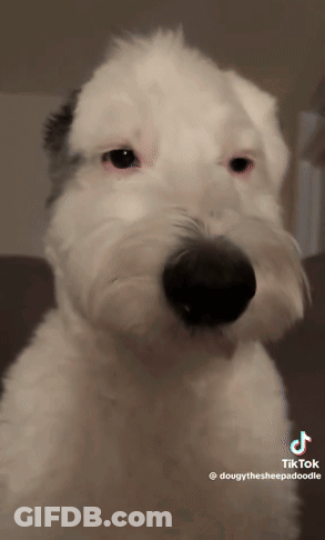 White Dog With Black Nose On TikTok GIF