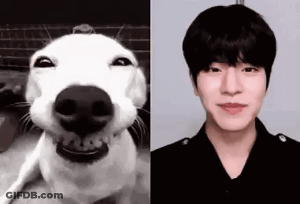 White Dog With Black Nose Smiling Next To Man GIF