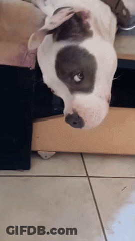White Dog With Black Spot Laying Down GIF