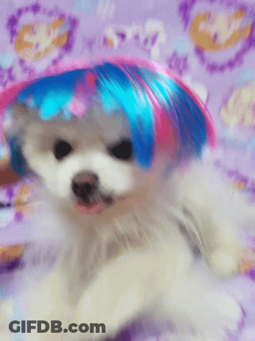 White Dog With Blue And Pink Wig GIF