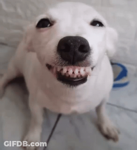 White Dog With Braces GIF