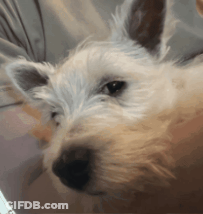 White Dog With Brown Nose Close Up GIF
