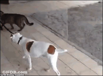 White Dog With Brown Spots Next To Black Cat On Leash GIF